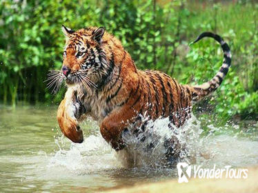 07-Days Private Golden Triangle Tour with Ranthambhore Tiger Reserve from Delhi