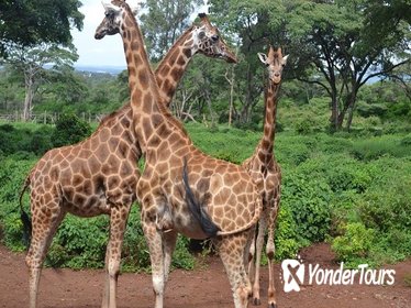1 Full-Day Nairobi National Park, Elephant Orphange, Giraffe Centre,Karen Blixen Museum And Kazuri Beads Factory Tour from Nairobi