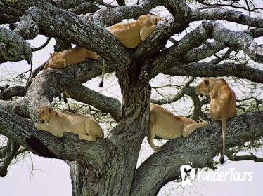 11 Days Tanzania Luxury Wildlife Safari