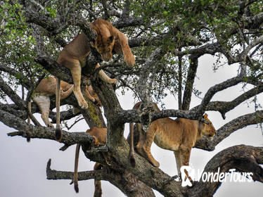 12Days Best of Kenya and Tanzania Wildlife Safari