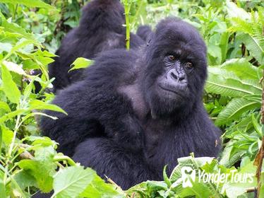 18-Day Overland Mountain Gorilla To The Mara Tour from Nairobi