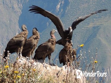 2-Day Colca Canyon and Condor Tour from Arequipa, Peru - Group Service