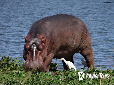 2-Day Murchison Falls National Park Rhino Sanctuary Safari