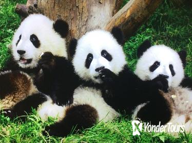 2-Day Xian Terracotta Army and Chengdu Pandas Private Tour