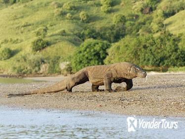 2-Days Visit Komodo Dragon: A Wild Life Adventure from Bali Over Night at Hotel