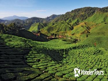 2-Nights Cameron Highlands Discovery from Penang to Kuala Lumpur