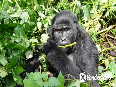 3 day Gorilla Tracking Rwanda