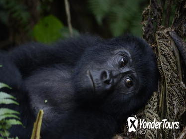 3 day Gorilla Tracking Tour to Bwindi National Park