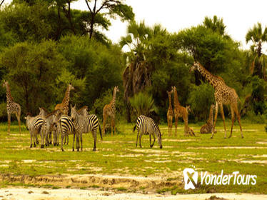 3 day Tanzania Safari