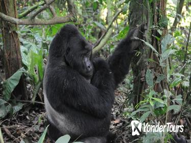 3 Days Gorilla trekking Safari Uganda, Bwindi Impenetrable Forest