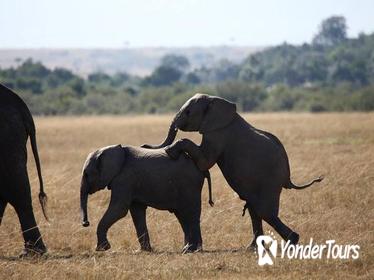 3-Day Amboseli National Reserve Safari from Nairobi
