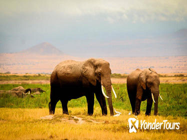 3-Day Amboseli Safari from Nairobi