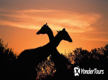 3-Day Kruger Experience Tour from Johannesburg