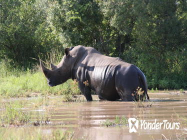3-Day Tented Kruger Park Safari from Johannesburg