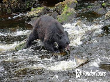 3-Hour Alaska Rainforest Hiking Tour in Tongass National Forest from Ketchikan