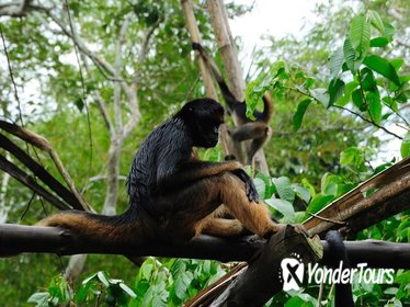 4-Day Iquitos Amazon Jungle Adventure at Heliconia Lodge