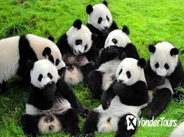 4-Night Soul of Xi'an and Chengdu Tour by Air Including Panda Visit