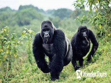 5 Days gorilla and kibale chimp tracking safari