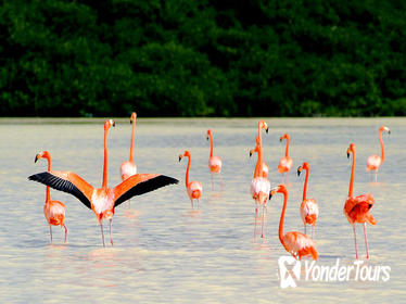 5 Days of Flamingos, Henequen and Mayan Culture