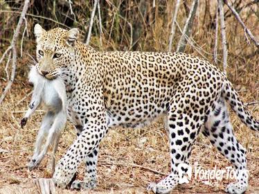6-Day Wonderful Kruger National Park Safari from Johannesburg