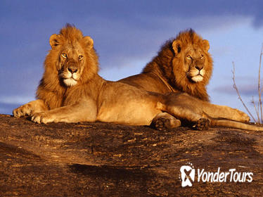 7-Day Amboseli and Tsavo National Park Safari from Nairobi