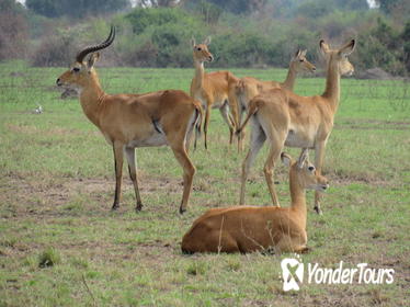 8-Day African Safari Tour- Uganda Safari