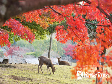 8-Hour Private Tour to Nara and Kyoto from Osaka