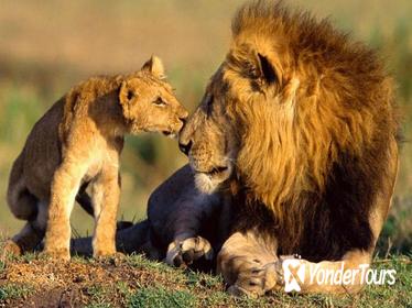9-Days Best Kenya Family Wildlife Safari from Nairobi