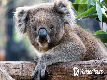 Adelaide Zoo Behind the Scenes Experience: Koala Encounter