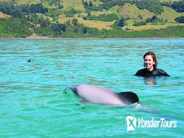Akaroa Swim with Dolphins Tour from Christchurch