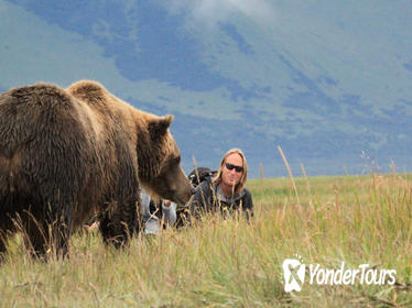 Alaska Bear Country Day Trip to Katmai or Lake Clark by Airplane