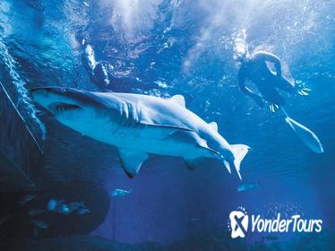 AQWA: 2-Hour Snorkel with Sharks Experience