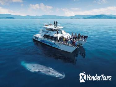 Auckland Dolphin and Whale Watching Cruise