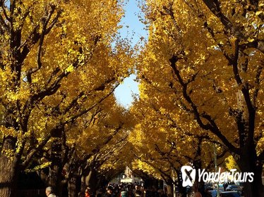 Autumn Leaves: Tokyo in Fall Full-Day Sightseeing