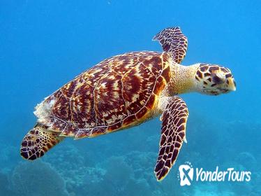 Barbados Turtle Swim and Shipwreck Tour