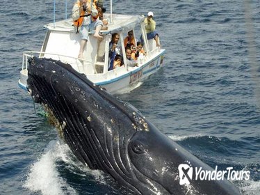 Bay of Samana Whale Watching Tour from Puerto Plata