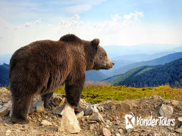 Bear Sanctuary, Bran Castle, and Brasov Medieval Town with a Professional Licensed Guide - Day Trip