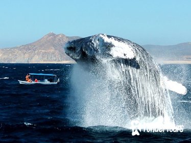 Cabo Whale-Watching tour with Open bar and Lunch included
