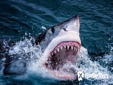 Cape Town 3-Day Attraction Shark Cage Diving , Wine Tasting, Cape Peninsula