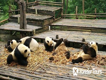 Chengdu Panda Base Tour and More As Your Wish