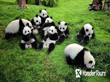Chengdu Private Day Tour to Panda Base Wenshu Monastery and People's Park