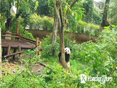 Chengdu Private Panda Trip with Afternoon Private Custom Tour