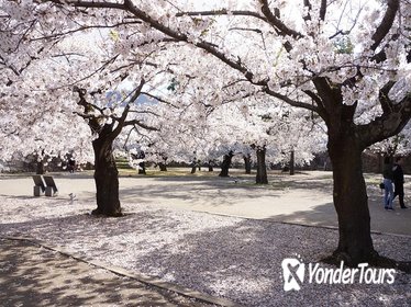 Cherry Blossom and Snow Monkey Day Trip from Nagano