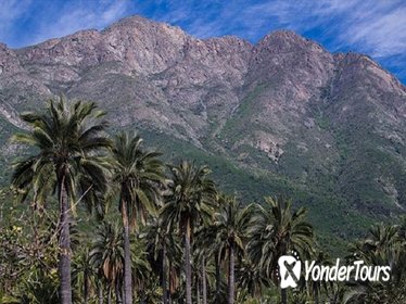 Darwin's Route: Traversing the Chilean Palm Forest