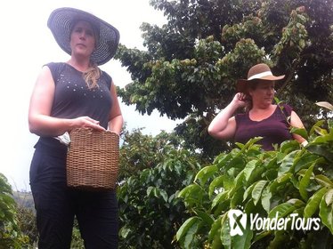 Day Tour to Medellín, Countryside and Coffee Region