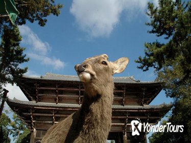 Discover Traditional Nara Walking Tour (Half day)