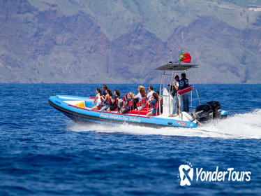Dolphin and Whale Watching On Board a Speed-Boat in Funchal