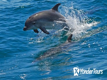Dolphin watching in the wild - Half Day