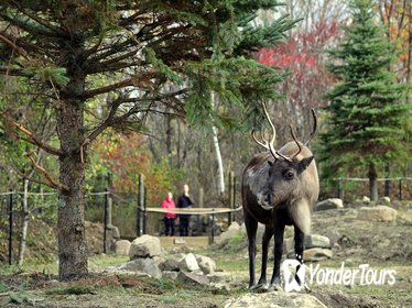 Ecomuseum Zoo: Discover Qu ebec's Wildlife in Summer