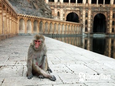 Excursion To Chand Baori Abhaneri Stepwell & Bhangarh Fort with Monkey Temple